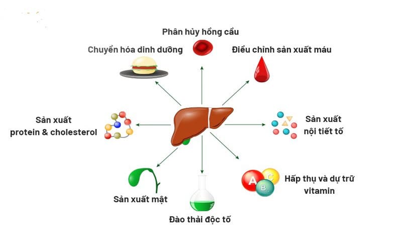 Các chức năng chính của gan đối với cơ thể